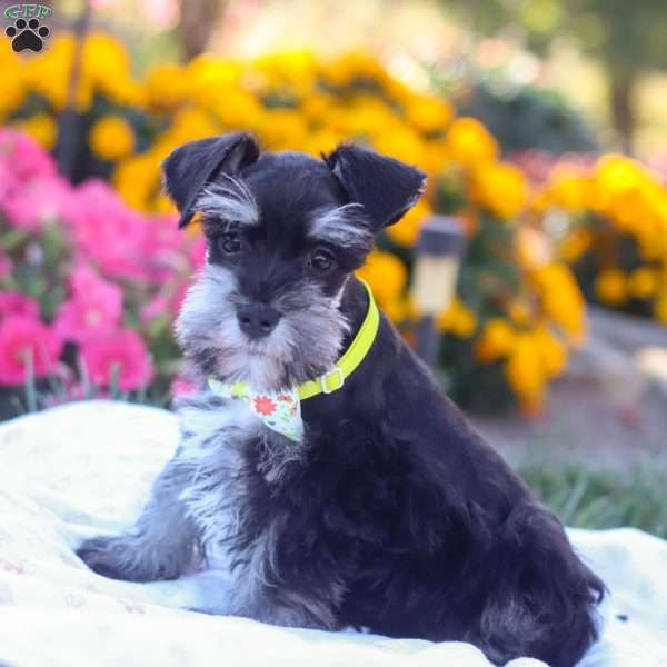 Preston, Miniature Schnauzer Puppy